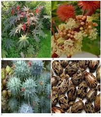 Image result for Ricinus
