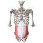 10 external intercostals between the ribs raises the ribcage upwards and forwards. External Abdominal Oblique Anatomy Innervation Function Kenhub