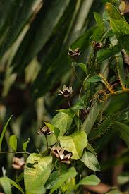 Image result for Aniseia martinicensis