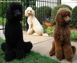 standard poodles love trained poodle amazing dog for those with disabilities