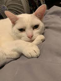 Why does my cat's face smell?