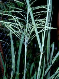 Image result for Panicum maximum