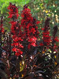 Image result for lobelia
