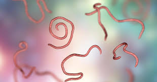 Image result for Pinworm