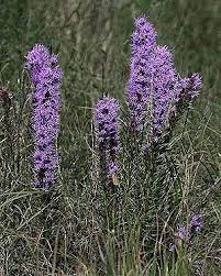 Liatris Punctata Colorado Wildflowers Liatris Colorado Native