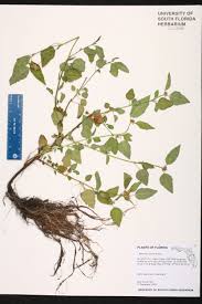 Image result for Melochia