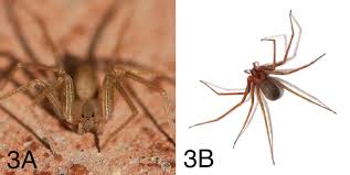 Learn answers to these questions verified by medical experts and learn to protect yourself from black widows and other spiders. Spider Bites Of Medical Significance In The Mediterranean Area Misdiagnosis Clinical Features And Management