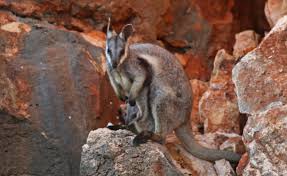 Check spelling or type a new query. Wallaby Additions Make Cape Home Pilbara News