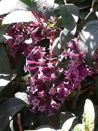 Image result for Cestrum × cultum