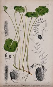 Image result for Marsilea macrocarpa