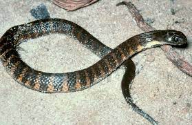 Top 10 Deadliest Snakes In The World Smashing Lists Snake Beautiful Snakes Reptile Rescue