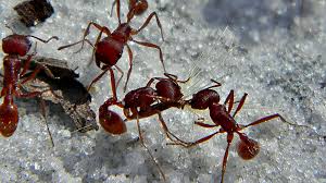 How ants acts for the common good of the colony | Popular Science