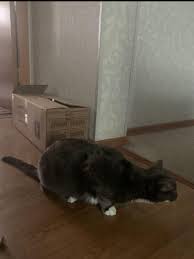 Чому кішка може зазнавати одышку?