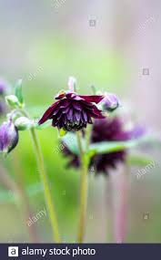 Black barlow has charming deep purple, almost black, double flowers without the classic spurs. Aquilegia Vulgaris Or Granny S Bonnet With Black Background Stock Photo Alamy