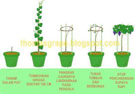 Tabulampot anggur brazil (jaboti caba) yang sedang berbuah, tanaman telah berumur 10 tahun. Cara Menanam Anggur Di Pot Supaya Cepat Berbuah Anggur Buah Menanam