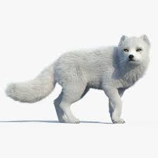 Arctic Fox Fur Rigged By Cgmobile High Detailed Photorealistic Arctic Fox Fur Rigged Modeling In 3ds Max 2015 And Rendered With Vray Arctic Fox Fox Arctic