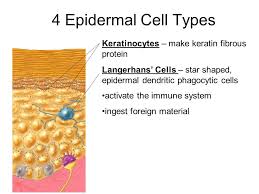 The epidermis consists mainly of a stratified squamous keratinized epithelium. Unit 4 Structure Of Integument And Its Appendages Ppt Download