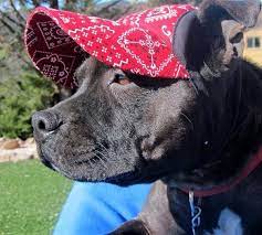 The 14 Best Dog Hats And Dog Visors For The Sunbound Pup Dog Hats Dogs Sun Dogs