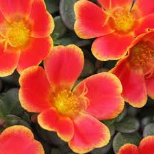 Lovely, leafy rosettes with inconspicuous white flowers. Colorblast Rum Punch Portulaca Plant Moss Rose Rum Punch Plants Plant Sale