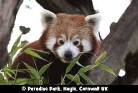 Red Panda At Paradise Park In Hayle Cornwall Uk Red Panda Panda Animals