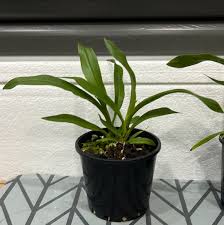 Image result for Angraecum calceolus