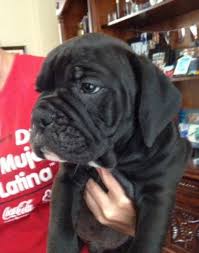 English bulldog rescue network houston texas we are a group of dedicated bulldog owners. Old English Bulldog Puppies Ready To Go For Sale In San Antonio Texas Classified Americanlisted Com
