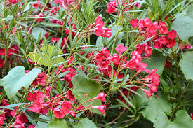 Image result for Sphaeropsis tumefaciens oleander symptoms