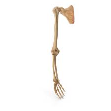 Bone basics and bone anatomy. Human Arm And Scapula Bones Anatomy Png Images Psds For Download Pixelsquid S112757769