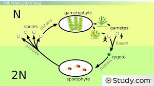 Life cycle of bryophytes diagram. A Moss Life Cycle Dominant Gametophyte Video Lesson Transcript Study Com