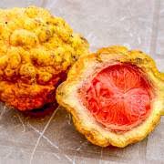 Image result for Landolphia incerta