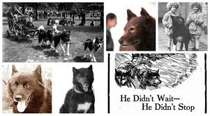 Cleveland Hero Dog Balto Honored With 100th Birthday Celebration Vintage Photos Newspaper Articles Cleveland Com