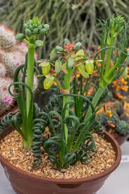 Image result for Albuca