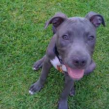 4 Month Old Blue Nosed Pitbull Blue Nose Pitbull Pitbulls Bully Breeds