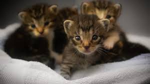 5 signs to know your cat is in labor mammary glands will increase in size during the final week of pregnancy, the mammary glands of your cat will increase in size. How Long Are Cats Pregnant What You Should Know About Queens