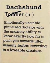 Dachshund Or Toddler Definition Affiliate Link I Will Receive A Commission If You Purchase Dachshund Or Toddler Dachshund Funny Dachshund Dachshund Dog