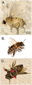 We began in 2008 offering an alternative to the regular pest control option of spraying the bees and cleaning up the mess. A New Threat To Honey Bees The Parasitic Phorid Fly Apocephalus Borealis
