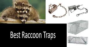 If the trap is too sensitive, file a flat on both the lever and the trigger rod where they meet. 7 Raccoon Traps That Will Surely Help You Catch A Raccoon Review 2021