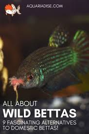 Wild Betta Fish 9 Fascinating Alternatives To Domestic Bettas Aquariadise Betta Aquarium Betta Betta Fish