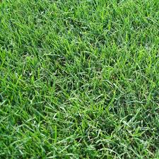 Harmony Bermuda Sod Plugs 36 Count Trays Hhbermudatrays The Home Depot In 2020 Bermuda Grass Bermuda Sod Growing Grass