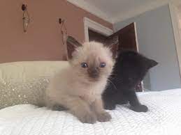Kittens Souris Siamese Type Markings Female Adopted With Yanis Cat Adoption Kittens Cats