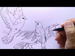 Sketsa gambar burung lovebird hd png download transparent png. Gambar Burung Di Pohon