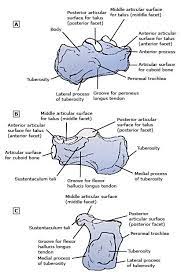 Calcaneus Anatomy