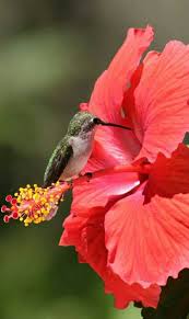 Winged Jewel On Hibiscus Flower Hummingbird Pictures Most Beautiful Birds Beautiful Birds