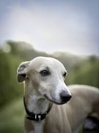 12 Reasons Why You Should Never Own Whippets Whippet Puppies Beautiful Dogs Whippet Dog