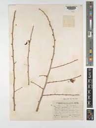 Image result for Adenolobus pechuelii