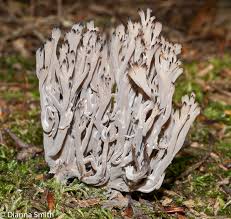 Image result for Clavulina cinerea