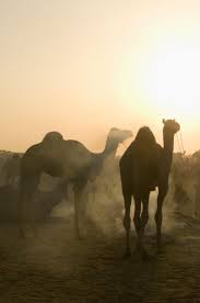 Camel men are always healthy beverages that supplement your body with necessary nutrients and minerals. Camels Ships Of The Desert