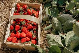 Die ideale erntezeit für erdbeeren ist sortenabhängig von ende mai / anfang juni bis september, am besten aber immer in den frühen morgenstunden. 7 Locations Zum Erdbeeren Pflucken In Der Region Hannover Hannoverlife