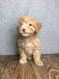 Peaches Female Mini Poodle Full Price 950 00 Deposit Mini Poodles Poodle Animals