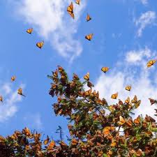 2 transakcje sprzedaży 2 transakcje sprzedaży. Monarch Butterflies On Tree Branch In Blue Sky Background In Michoacan Mexico Photographic Print Jhvephoto Art Com In 2021 Blue Sky Background Monarch Butterfly Aesthetic Backgrounds